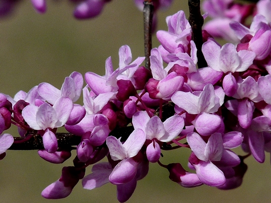 {Cercis canadensis}